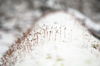 Close-up of snow