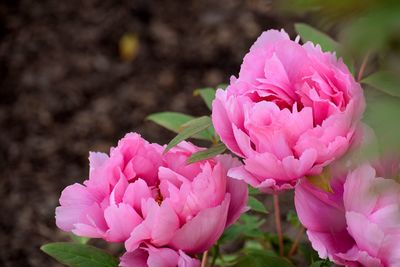 Close-up of pink flowers