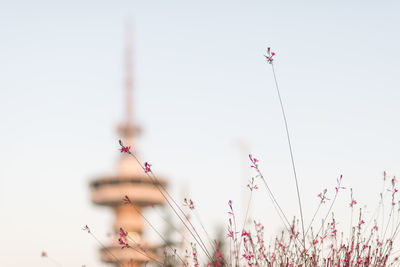 Low angle view of pink flowering plants against sky