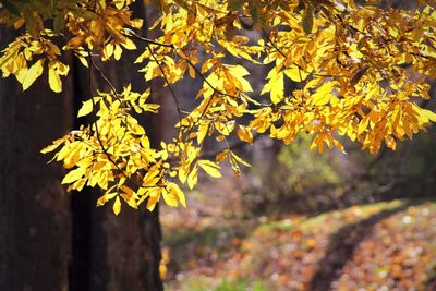 Close-up of yellow maple leaves on tree trunk