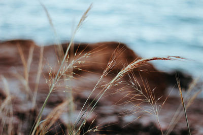 Close-up of dry grass on field