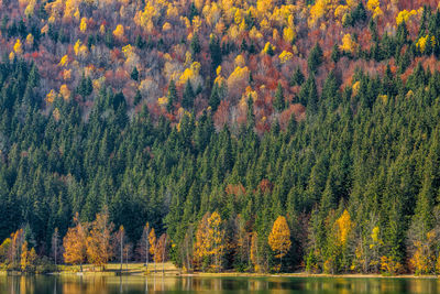 Scenic view of forest during autumn