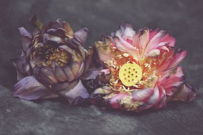 Close-up of wilted lotus lilies on table