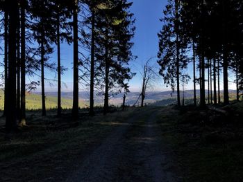 Dirt road amidst trees in forest against sky