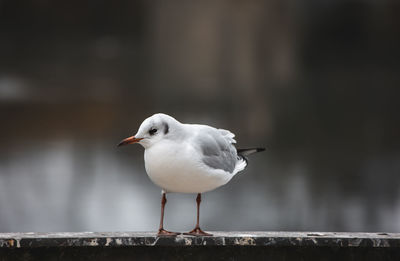 Close-up of seagull