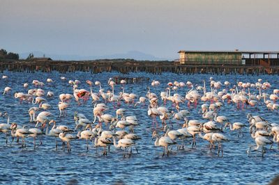 Flock of birds in lake against sky