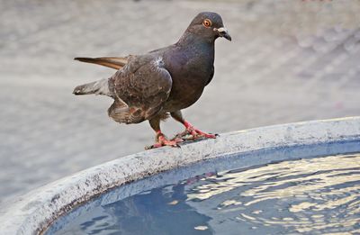 Close-up of pigeon perching on a footpath