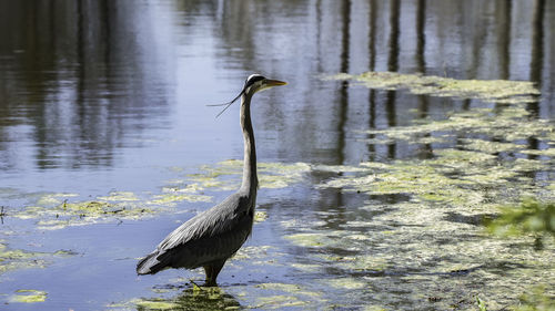 High angle view of gray heron perching on lake