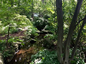Trees growing in forest