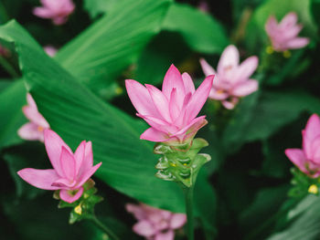 Close-up of pink lotus water lily