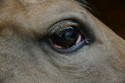 Close-up portrait of horse eye