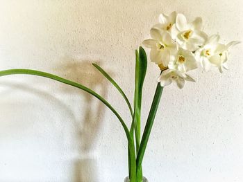 Close-up of white flowers