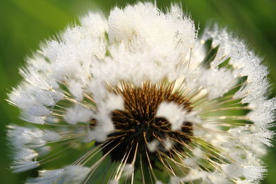 Close-up of dandelion