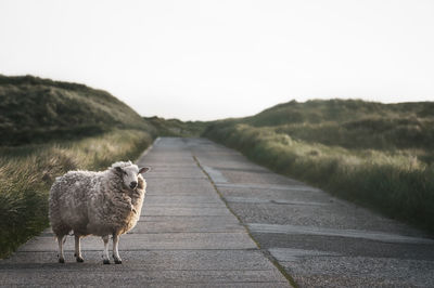 Sheep standing on road against the sky