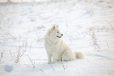 White dog on snow covered land