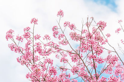 Low angle view of pink flowering tree against sky