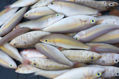 High angle view of fish for sale