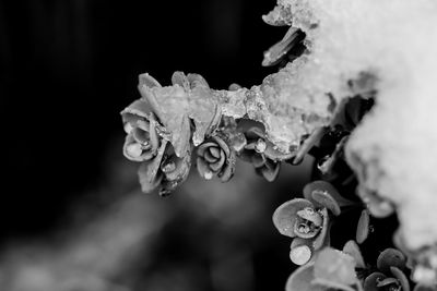 Close-up of water drops on flower