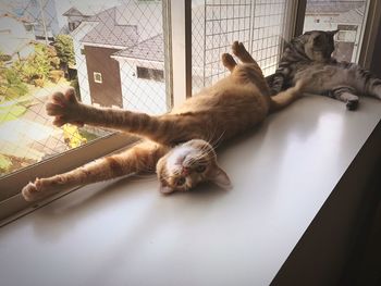 Cat sleeping on window