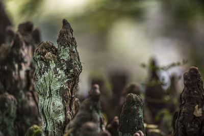 Close-up of log with moss