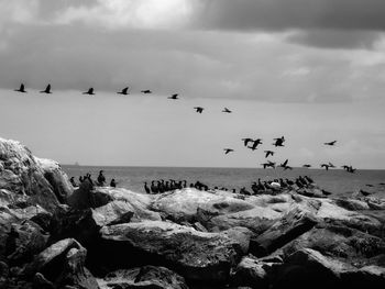 Birds flying over sea against sky