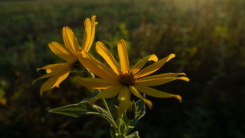 Close-up of yellow flowering plant