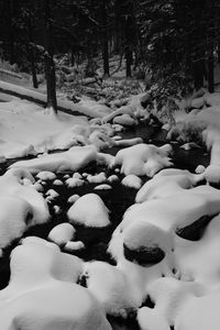 Snow on trees during winter