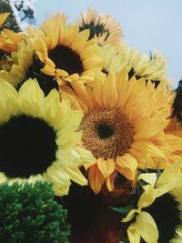 Close-up of sunflower blooming outdoors