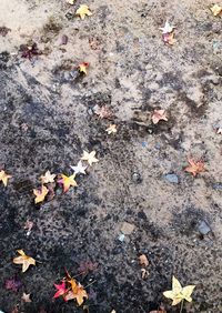 High angle view of petals on footpath
