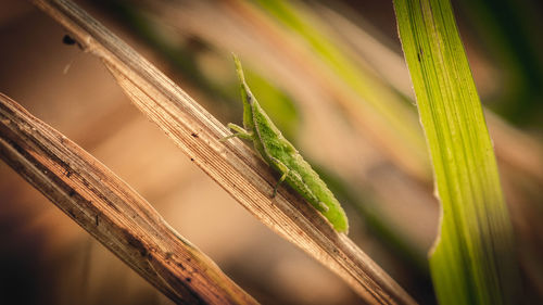 Close-up of insect on a plant