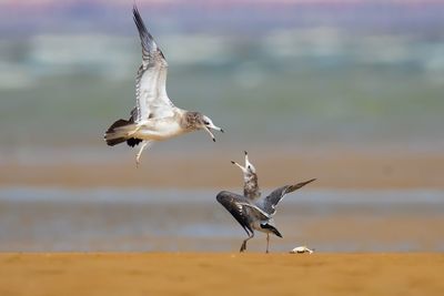 Seagulls flying over sea