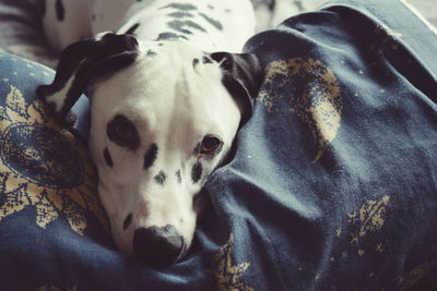 Close-up portrait of a dog