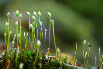 Close-up of flowering plants on field