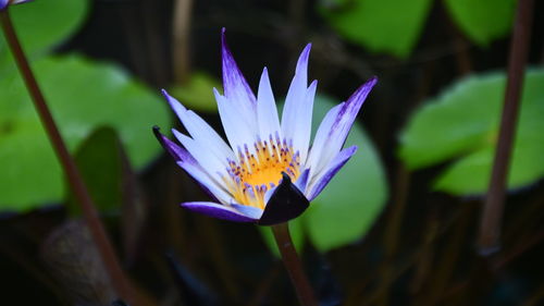 Close-up of purple water lily