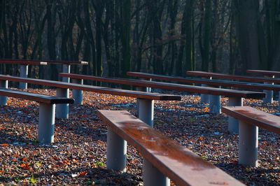 Close-up of autumn trees in park