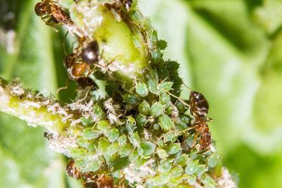 Close-up of bee on plant