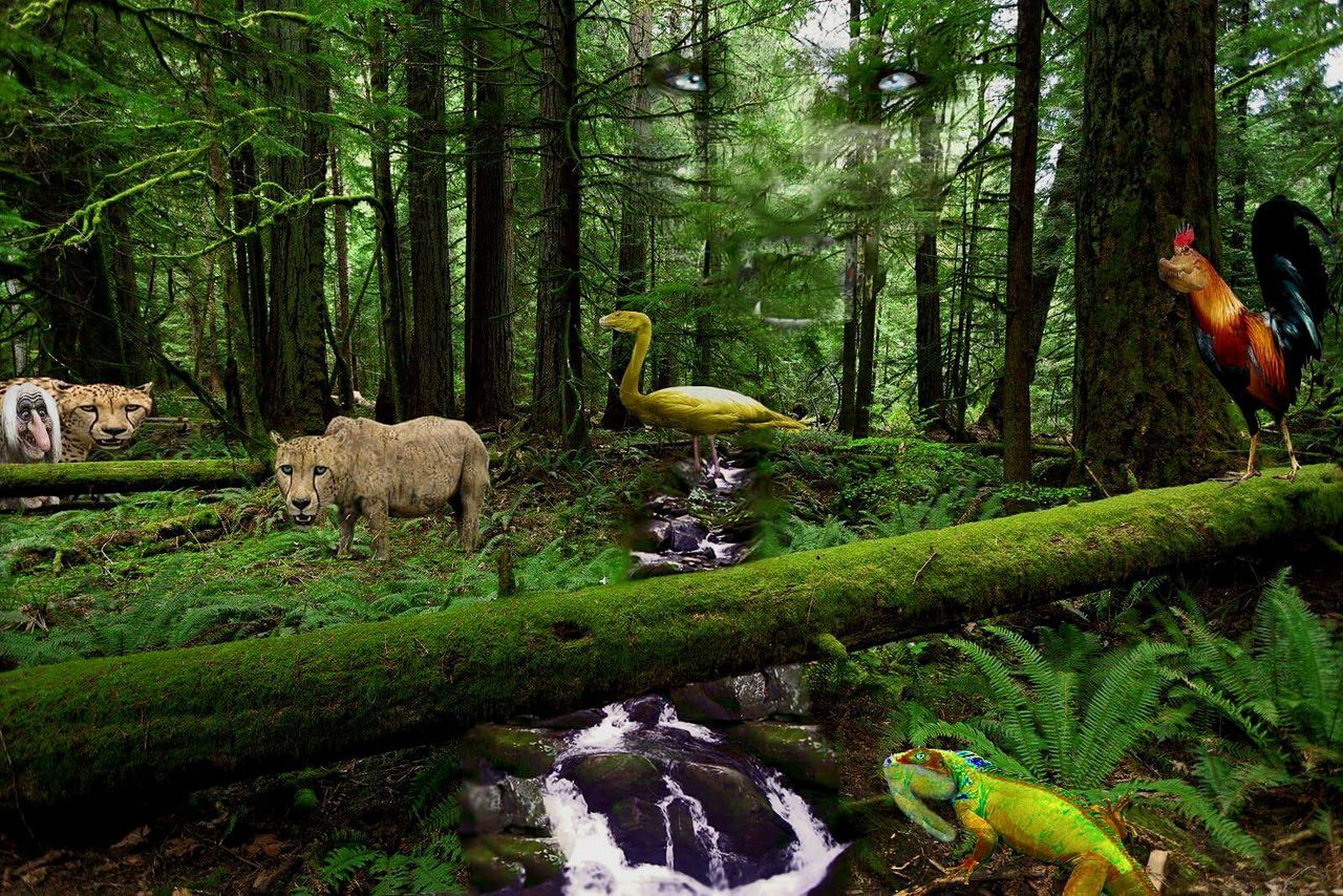 VIEW OF TREES IN FOREST