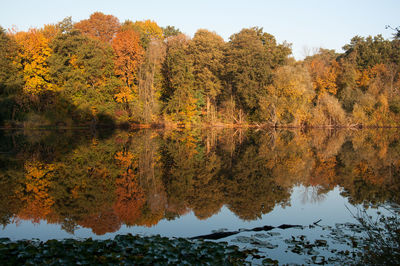 Reflection of trees on lake during autumn