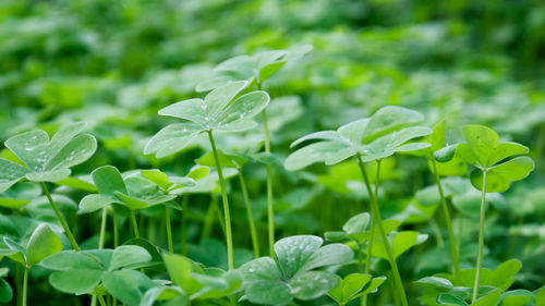 Close-up of wet plant during rainy season