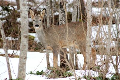 Portrait of deer standing on snow covered field