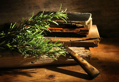 Close-up of potted plant on table