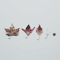 Close-up of leaves on white background