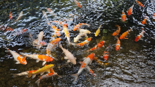 High angle view of koi carps in pond