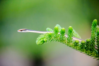 Close-up of a little snake on tree branch