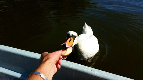 Cropped hand feeding swan by lake