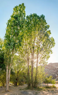 Trees growing on field against sky