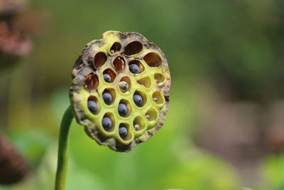 Close-up of lotus flower