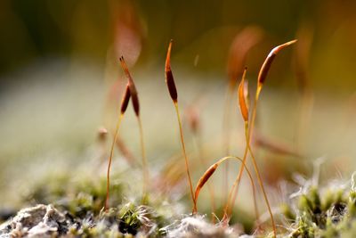 Close-up of flowering plants on field
