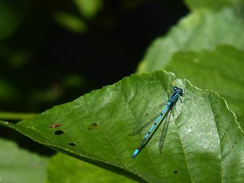 Close-up of insect on leaf