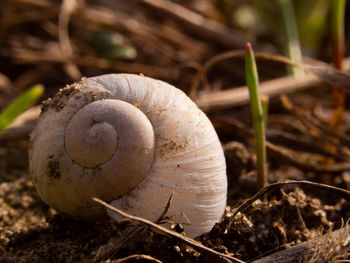 Close-up of mushroom growing on field